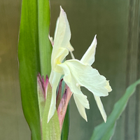 Roscoea x beesiana